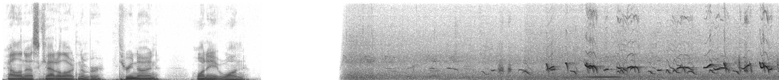 Troglodyte à nuque rousse (groupe capistratus) - ML39181