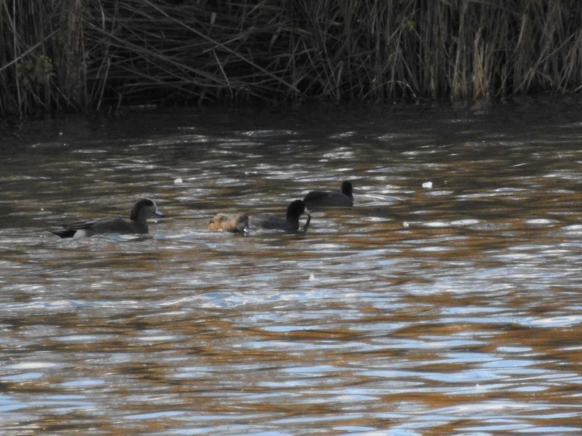 American Coot - ML39181001