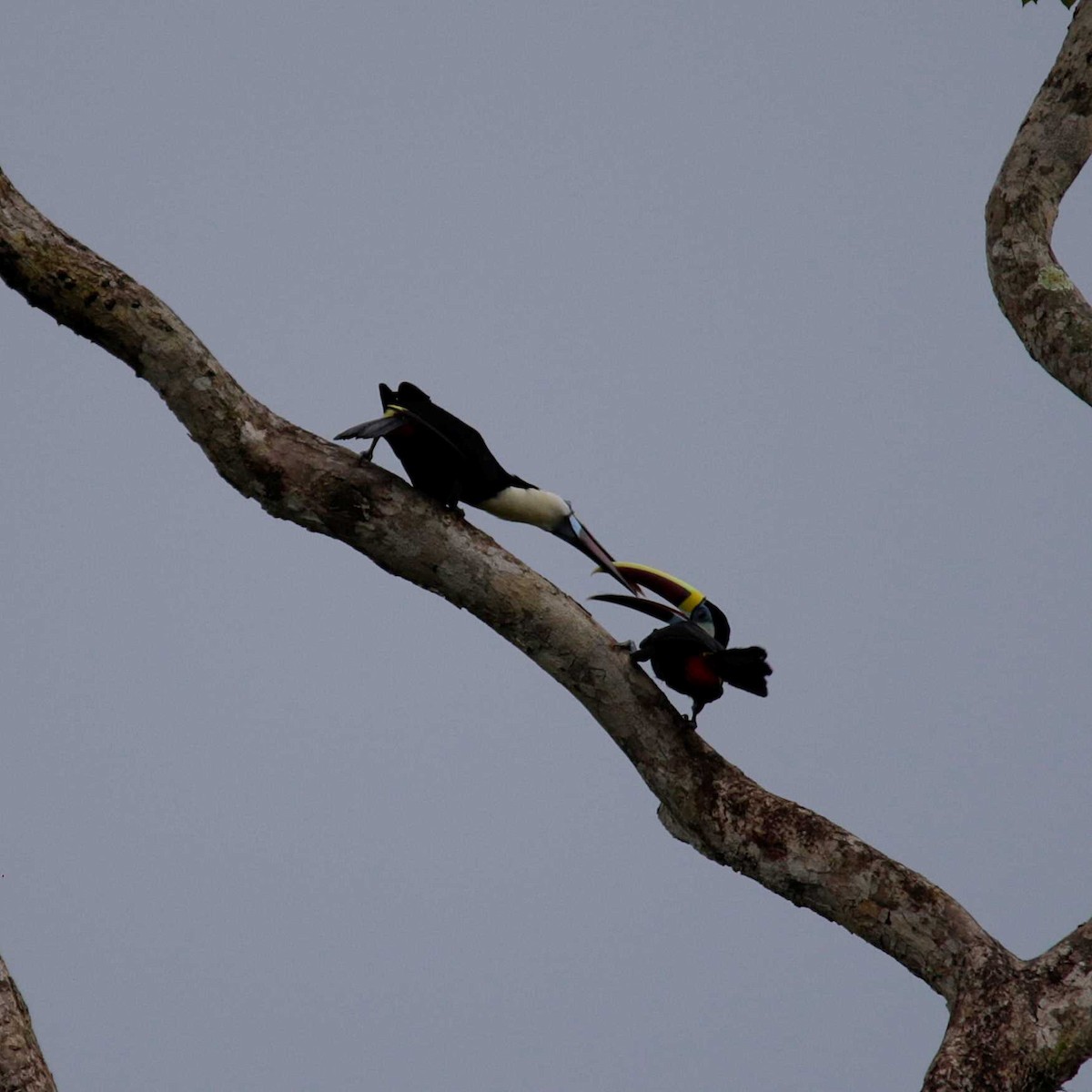 Toucan à bec rouge - ML391811811