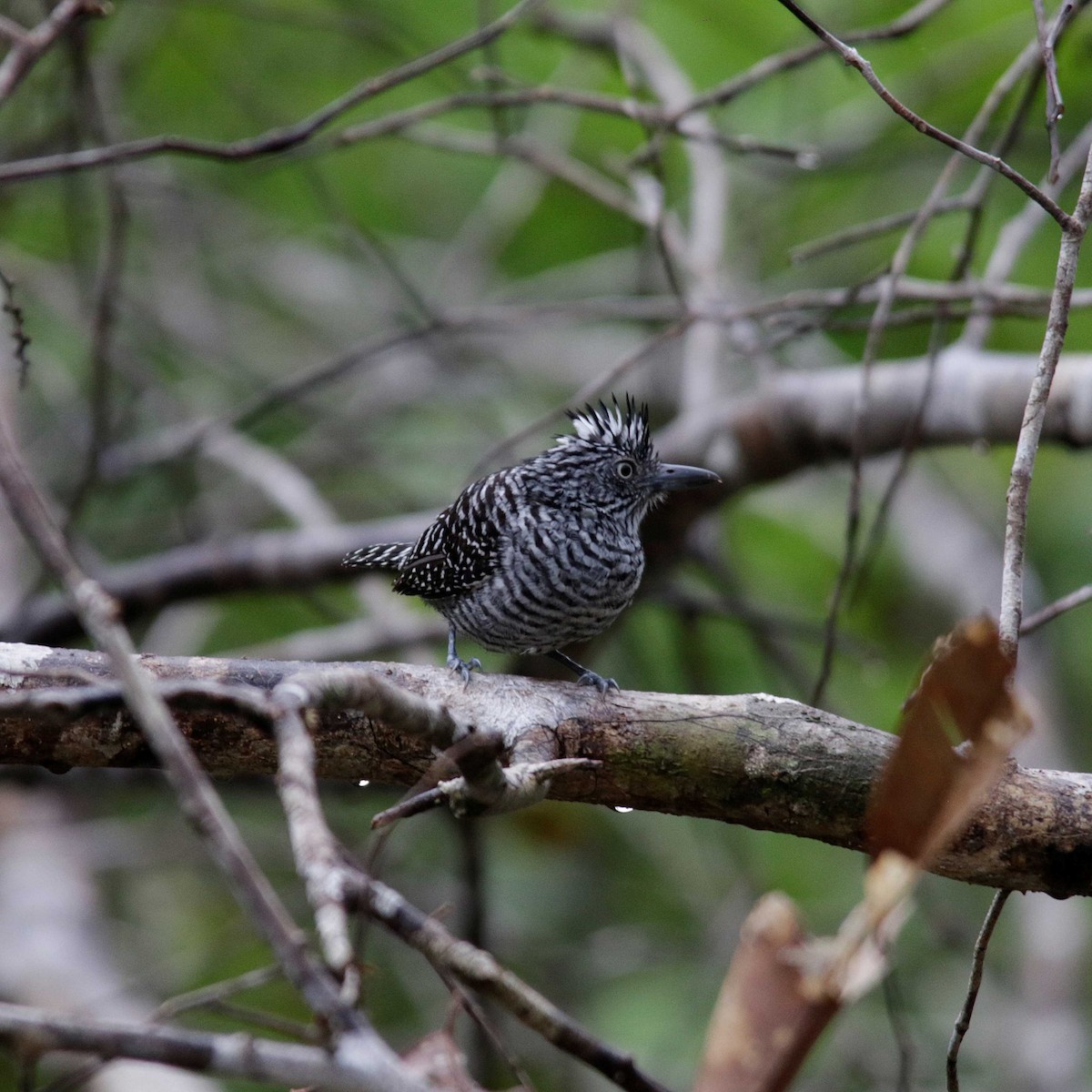 Barred Antshrike (Barred) - ML391812051