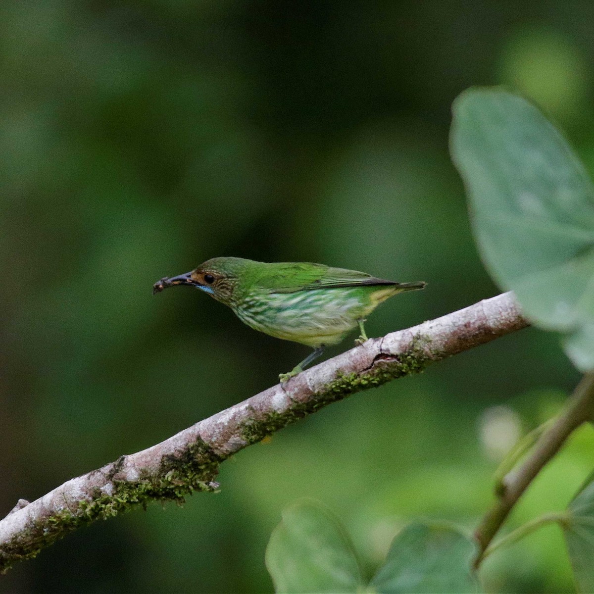 Purple Honeycreeper - ML391812271