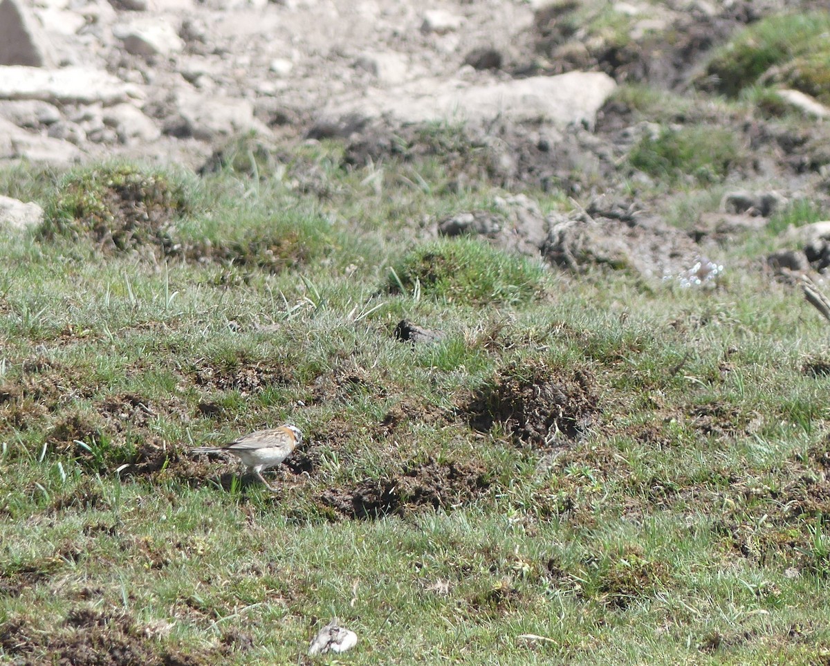 Rufous-collared Sparrow - ML391813111