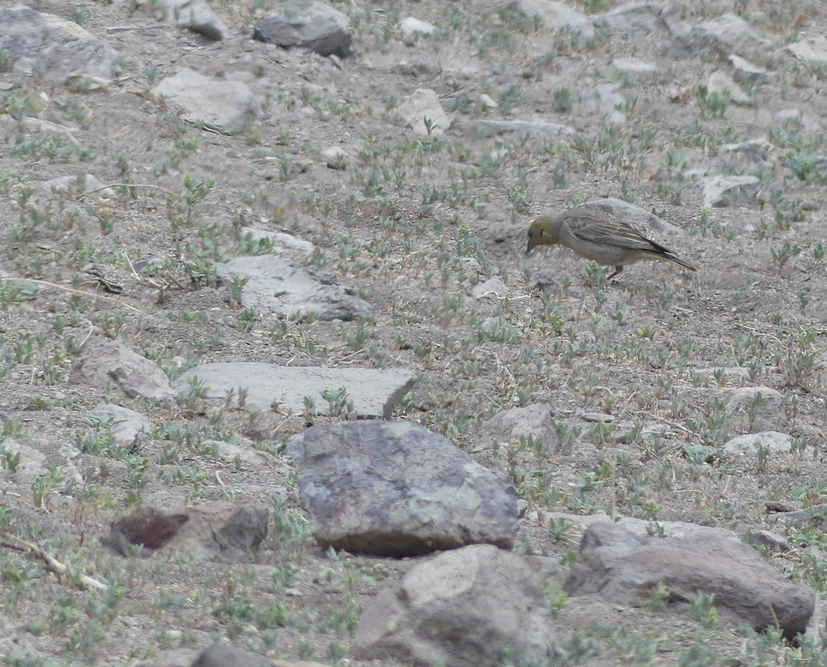 Greater Yellow-Finch - ML391814321