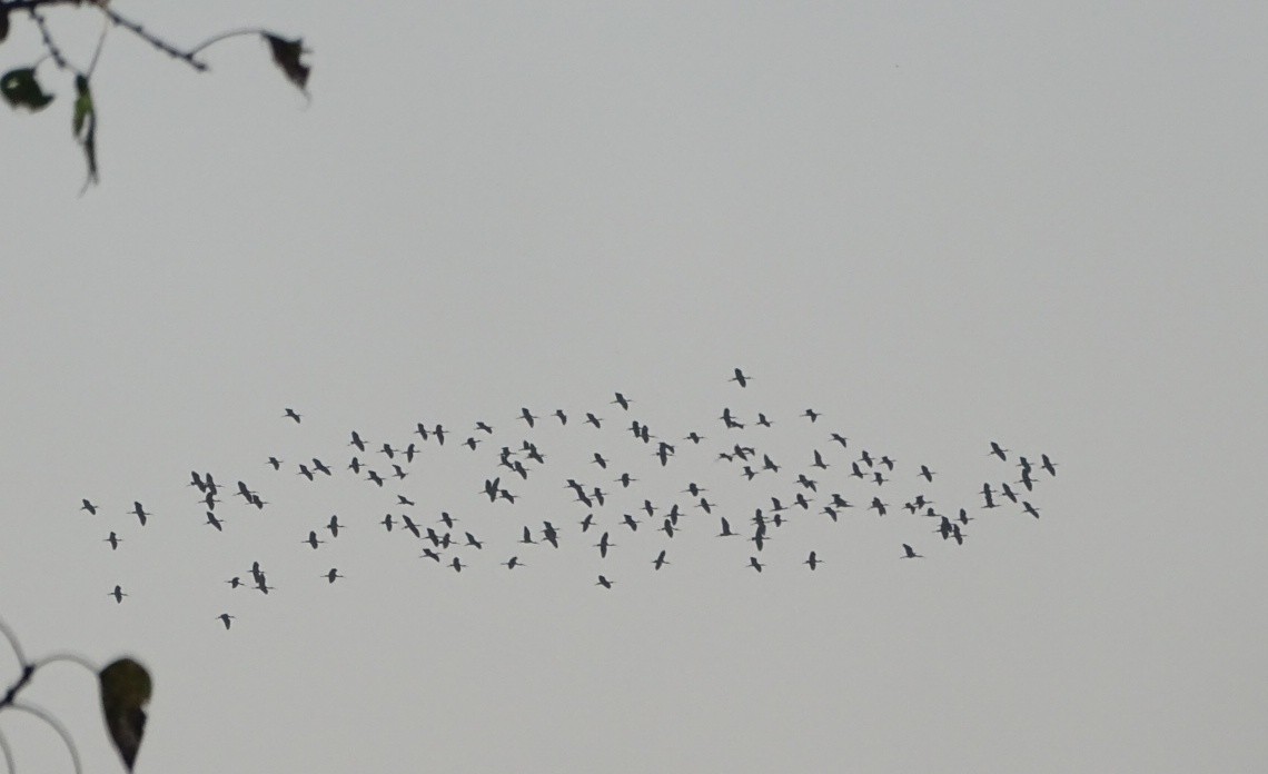 Glossy Ibis - Debjit  Mukherjee