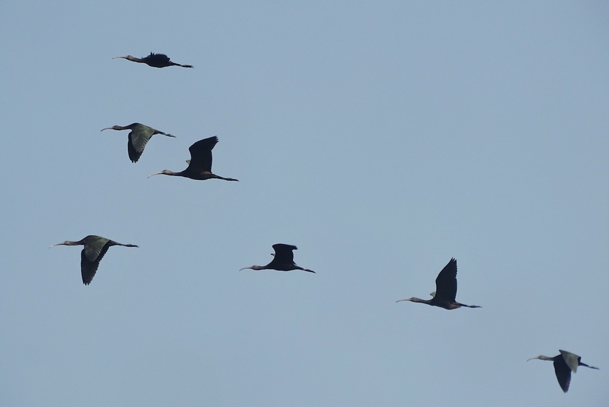 Glossy Ibis - ML391814721