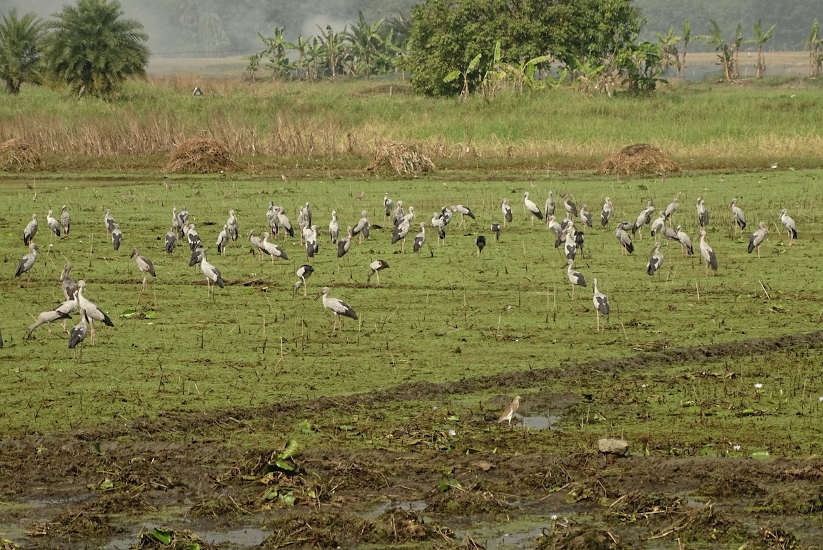 Asian Openbill - ML391814751