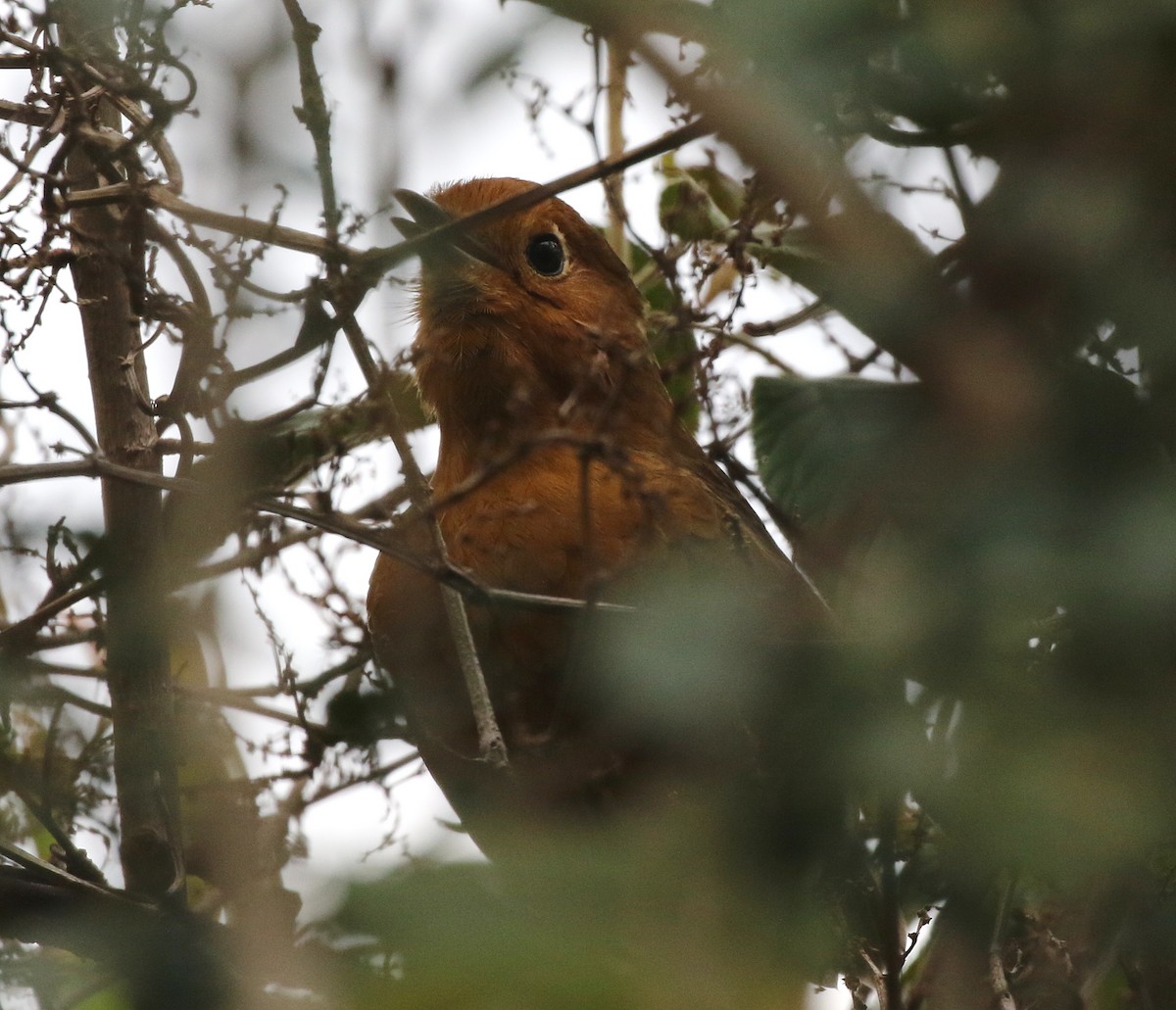 Cajamarca Antpitta - ML391815191