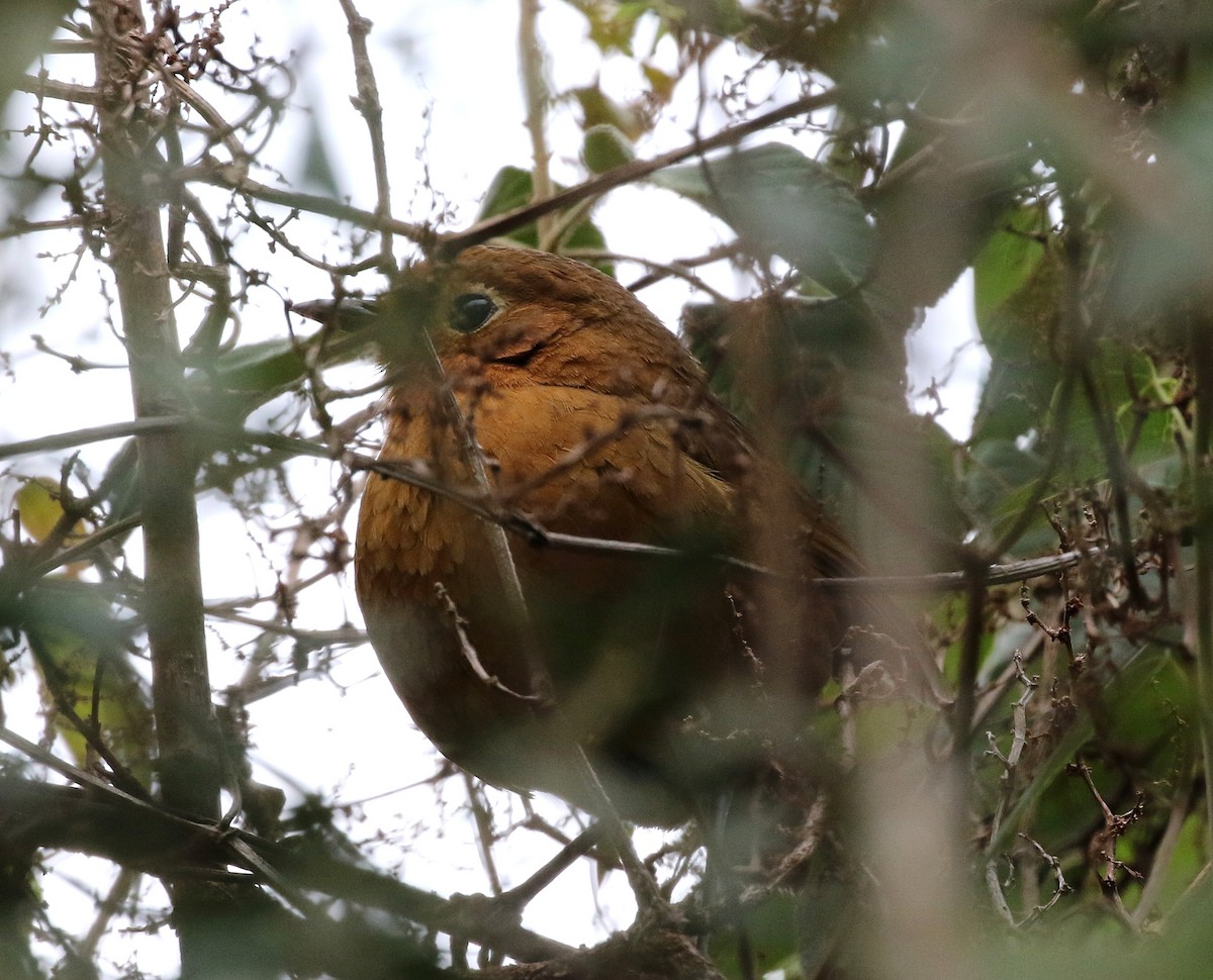 Cajamarca Antpitta - ML391815201