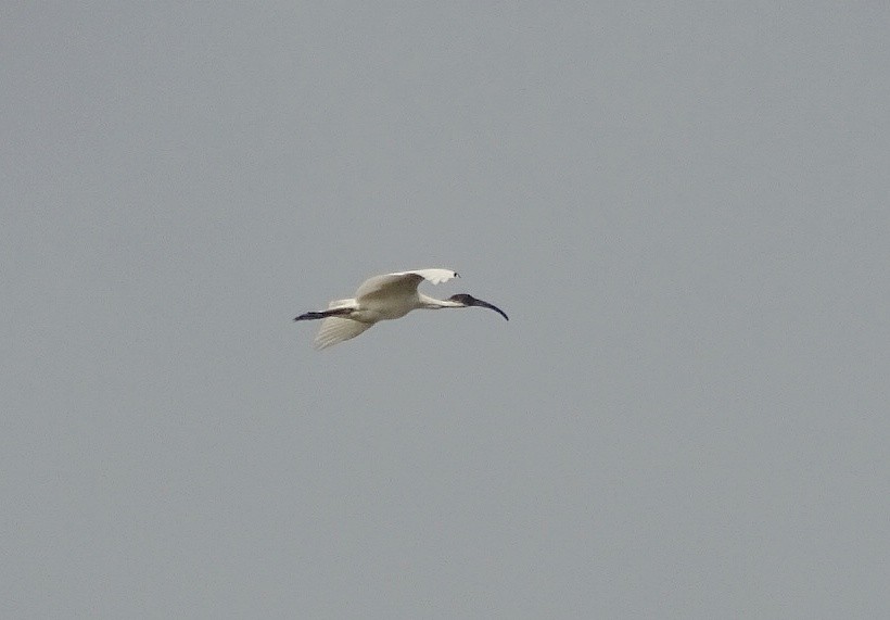 Black-headed Ibis - Debjit  Mukherjee