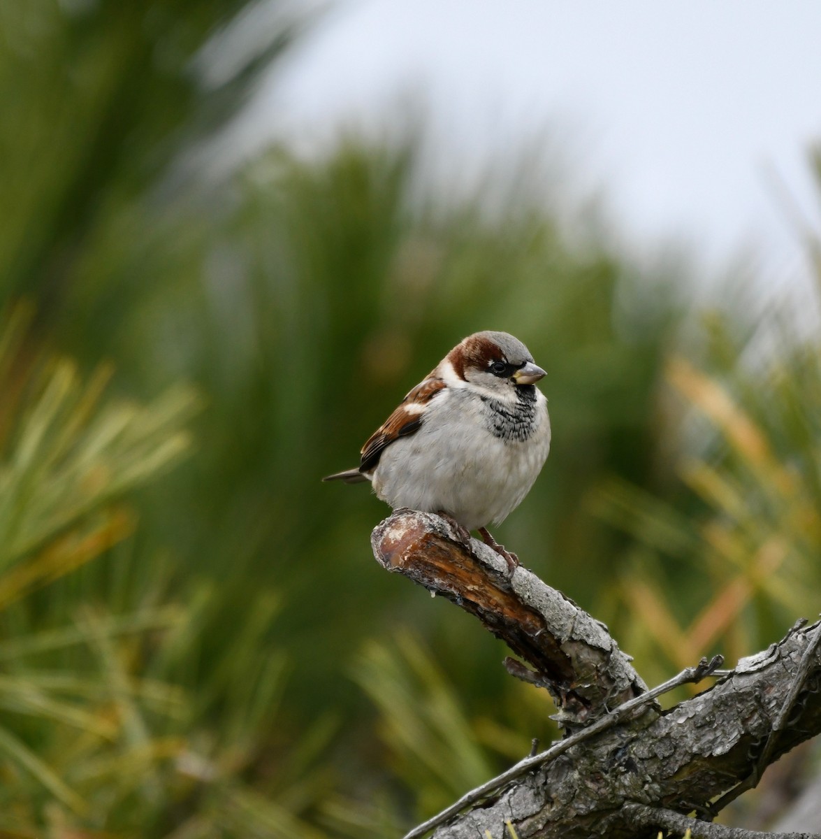 House Sparrow - ML391815621