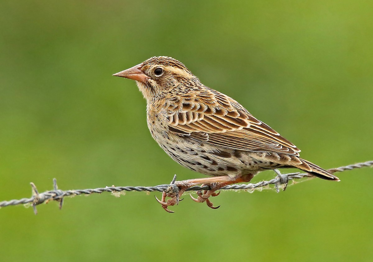 Peruvian Meadowlark - ML39181711