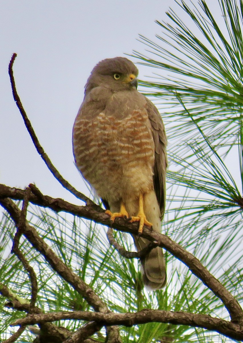 Wegebussard [magnirostris-Gruppe] - ML391818061