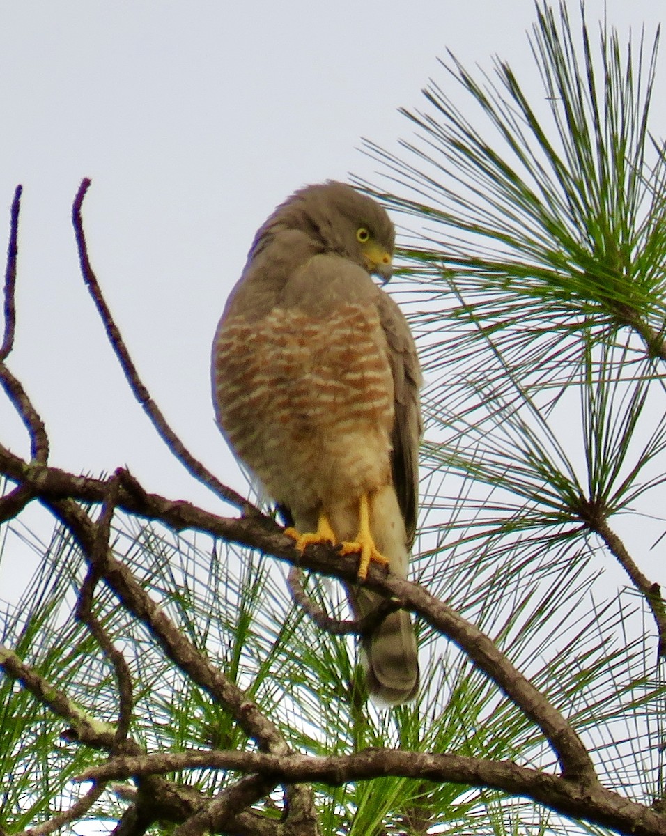 Wegebussard [magnirostris-Gruppe] - ML391818071