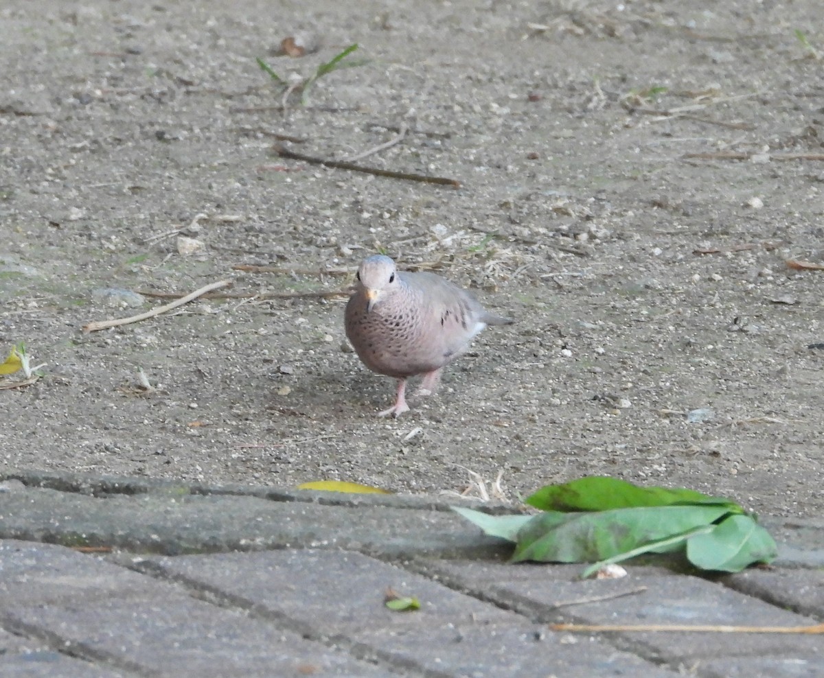 Common Ground Dove - ML391819561