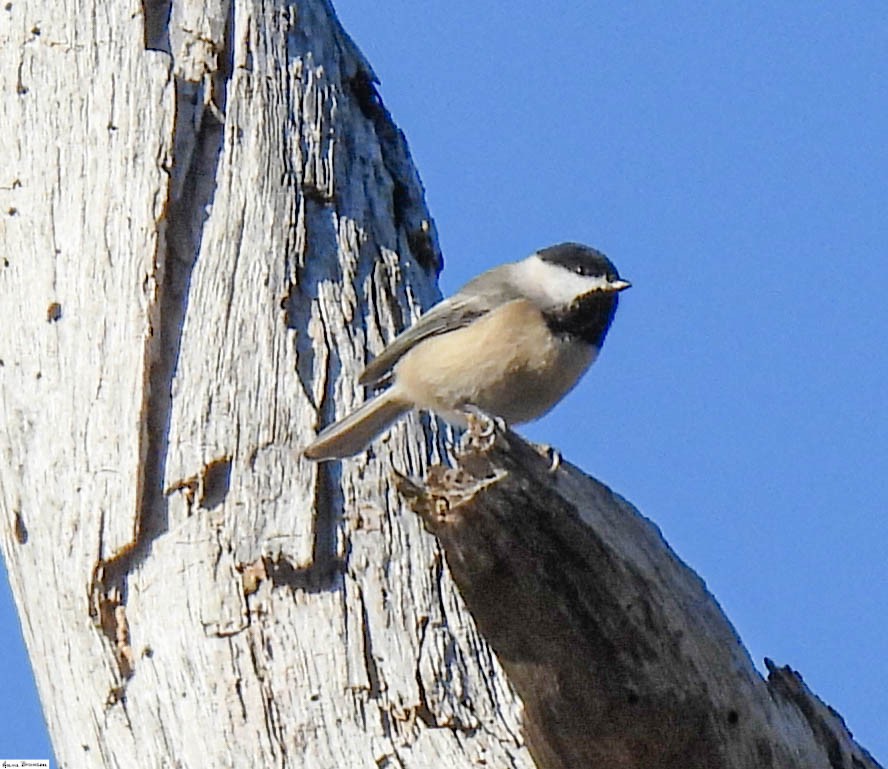 Carolina Chickadee - ML391819701