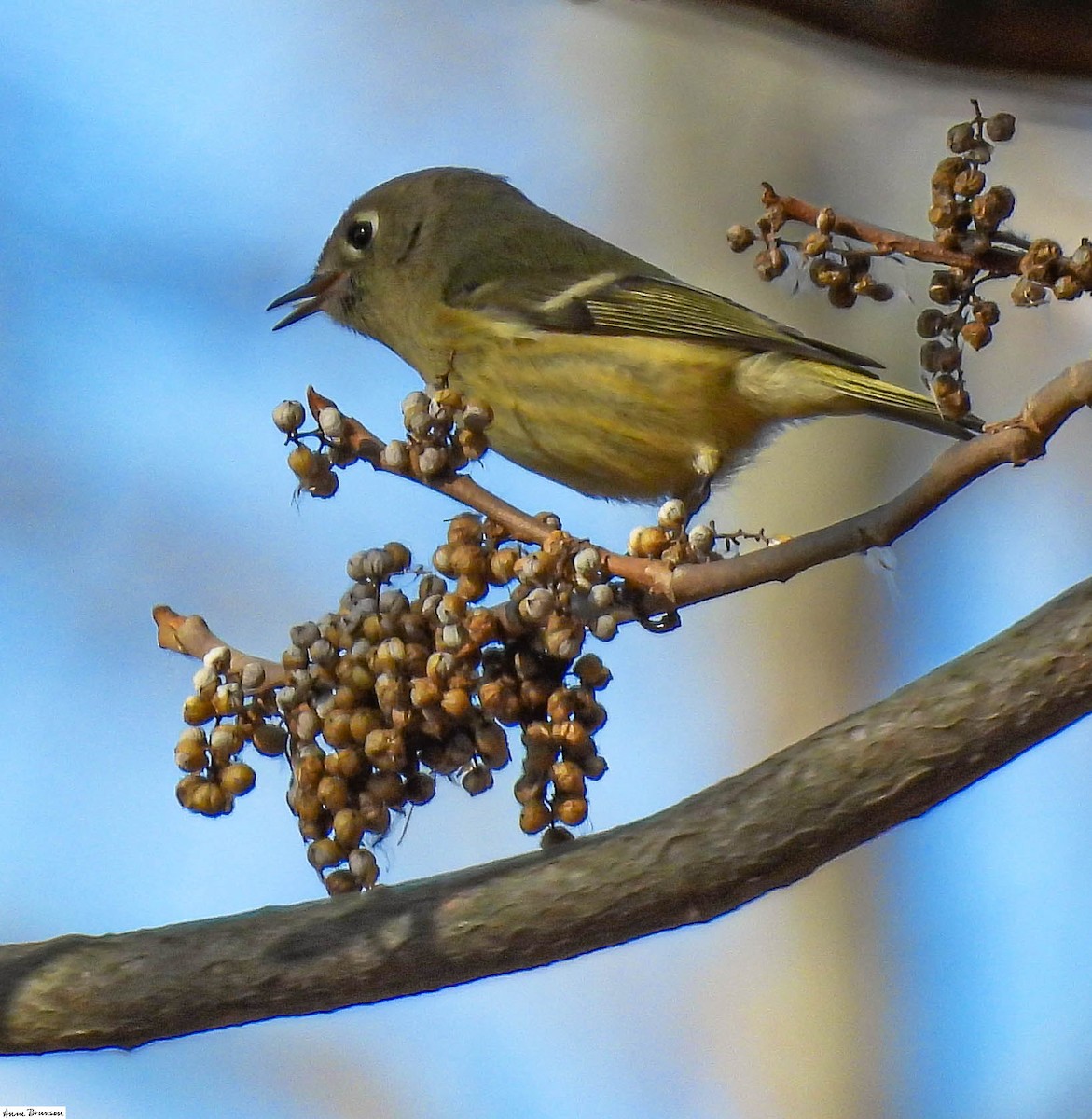 Ruby-crowned Kinglet - ML391819761