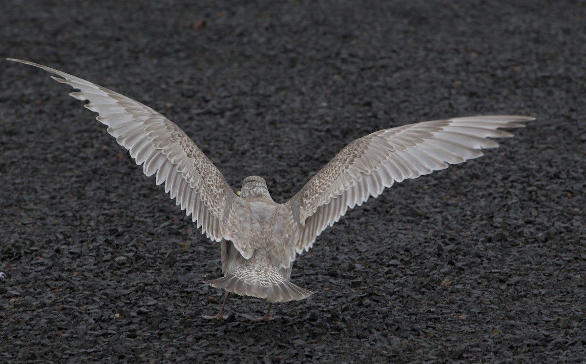 Glaucous-winged Gull - ML39181991