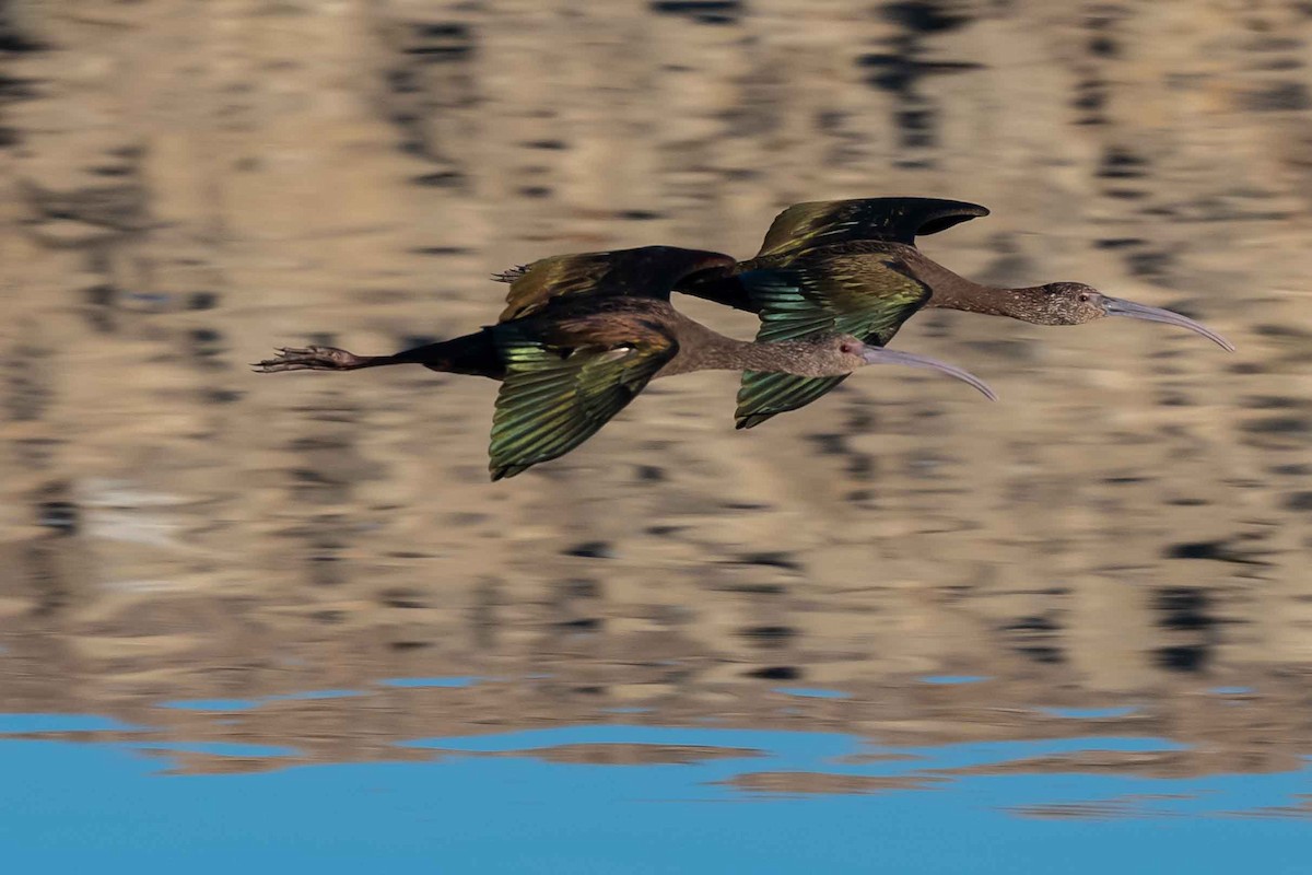 White-faced Ibis - ML391821791