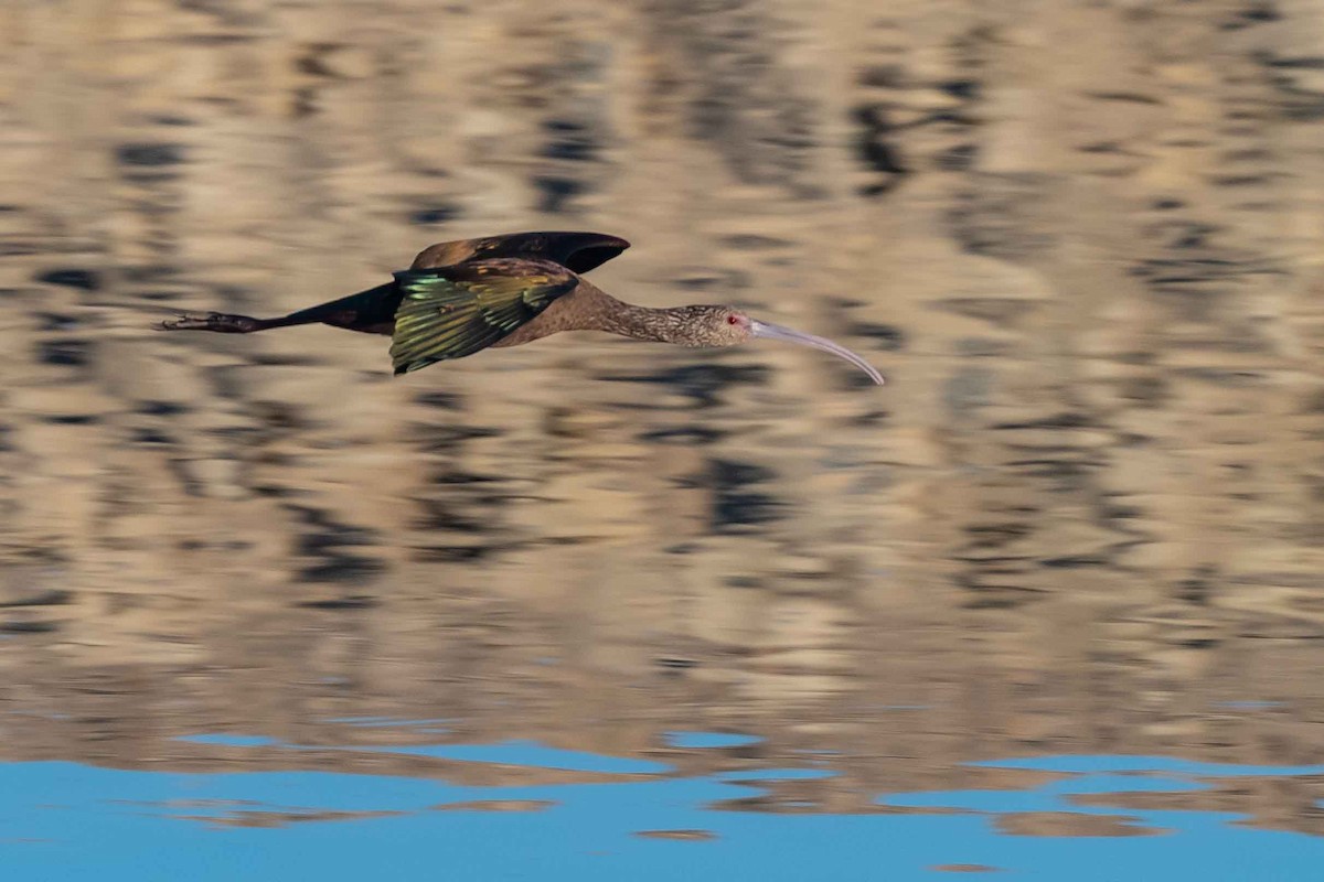 White-faced Ibis - ML391821821