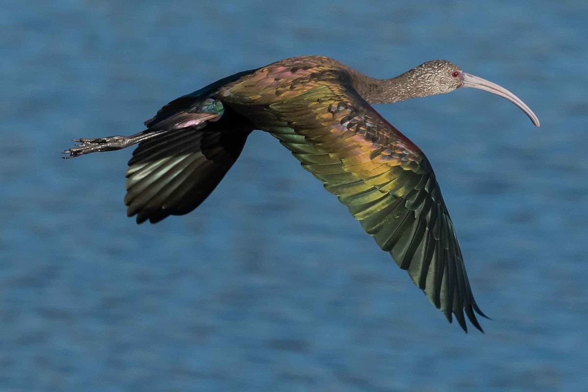 White-faced Ibis - ML391821831