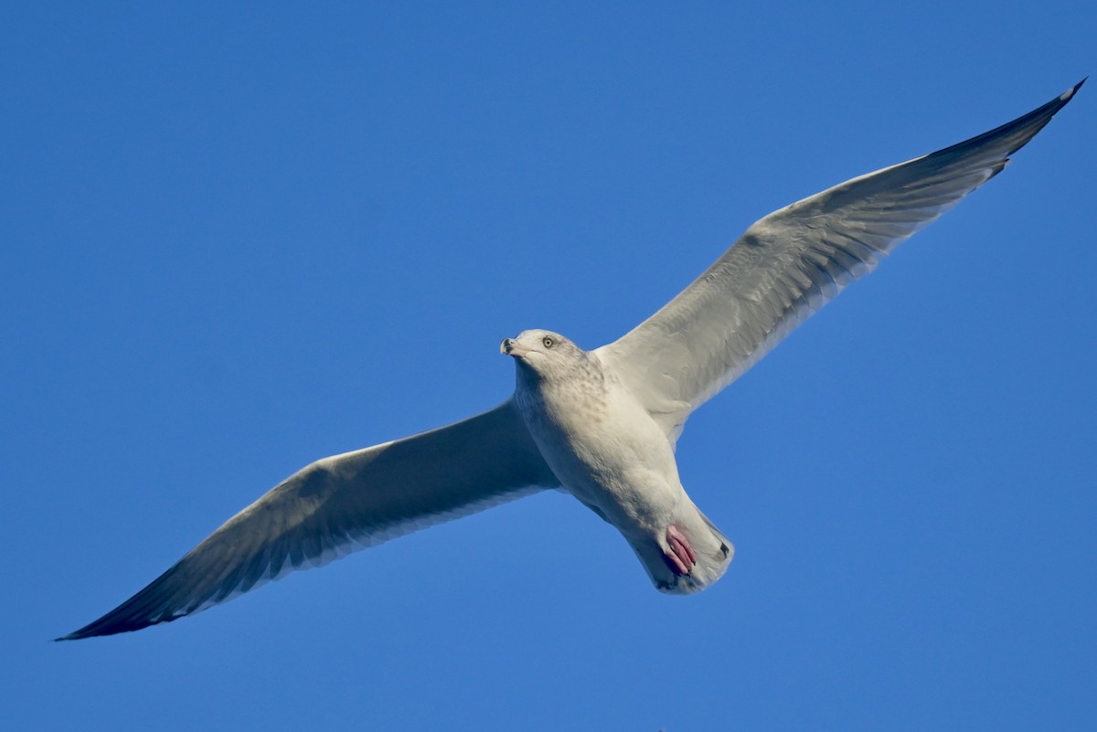 Herring Gull - ML391822711