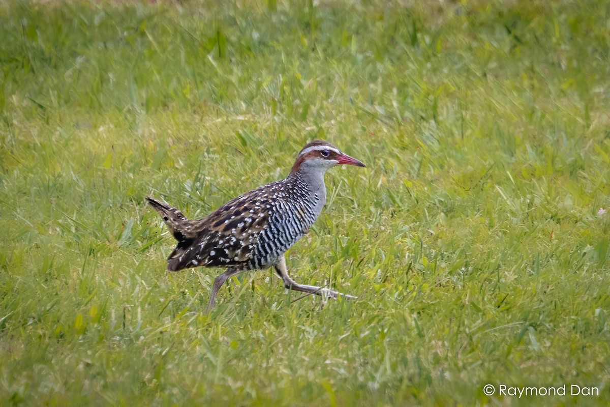 Buff-banded Rail - ML391824071