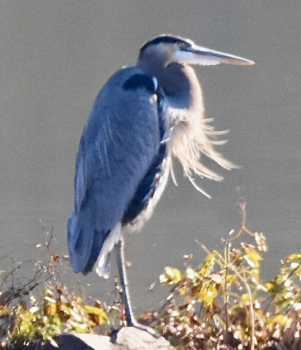 Great Blue Heron - ML391826401