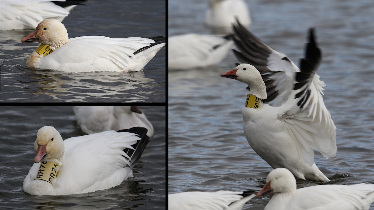 Snow Goose - ML39182691