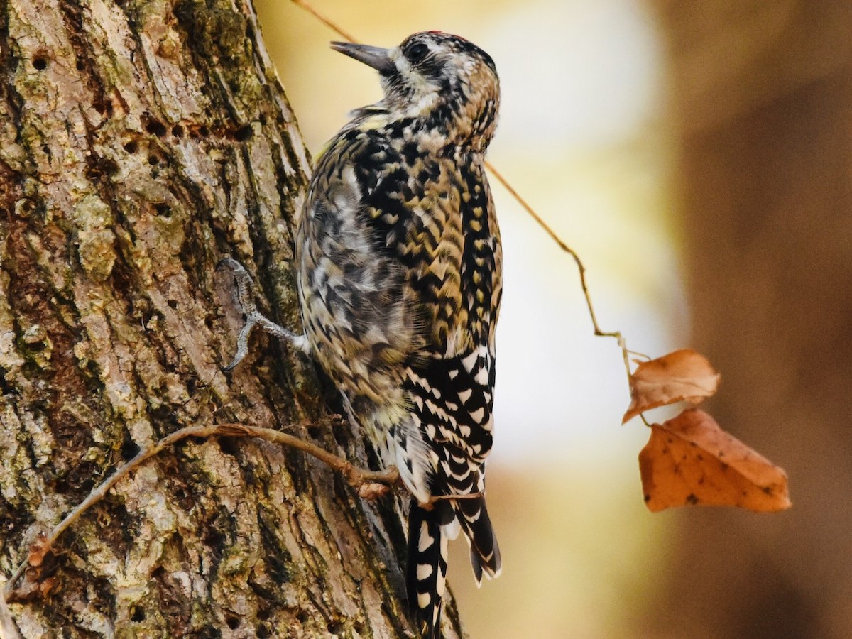 Yellow-bellied Sapsucker - ML391826951