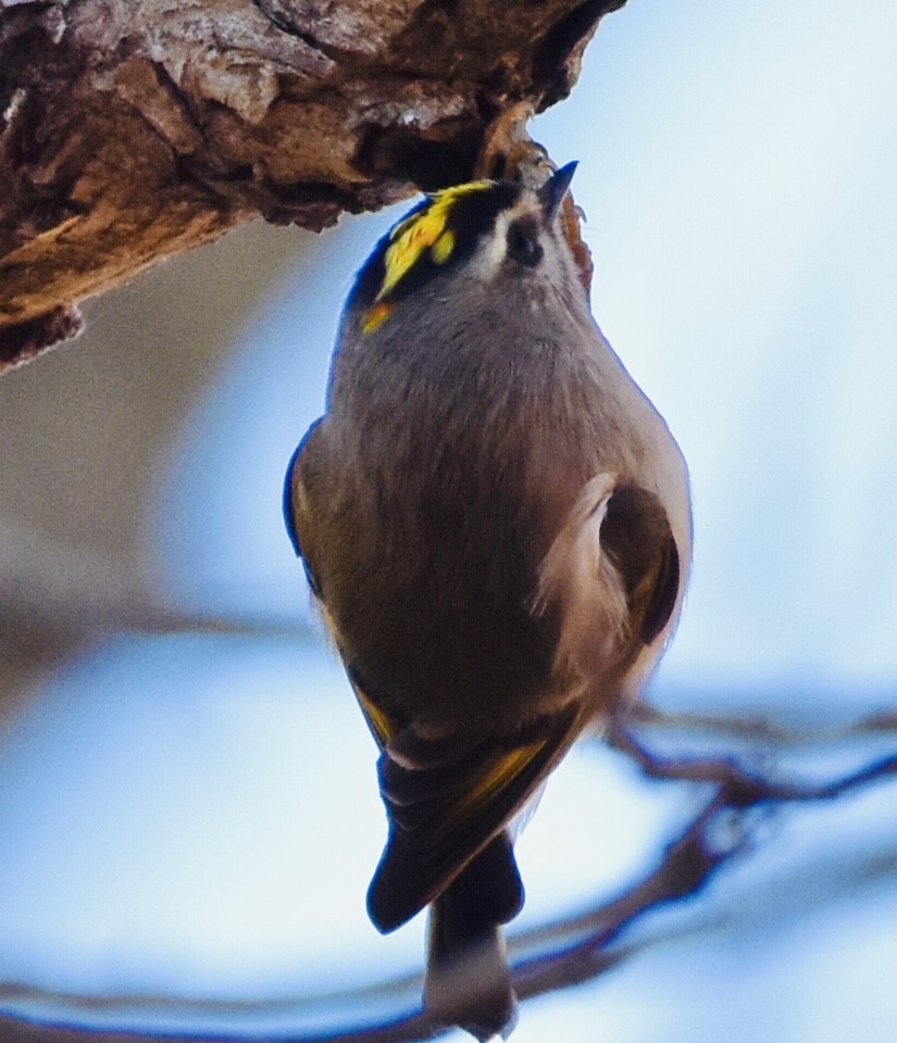 Golden-crowned Kinglet - ML391827841