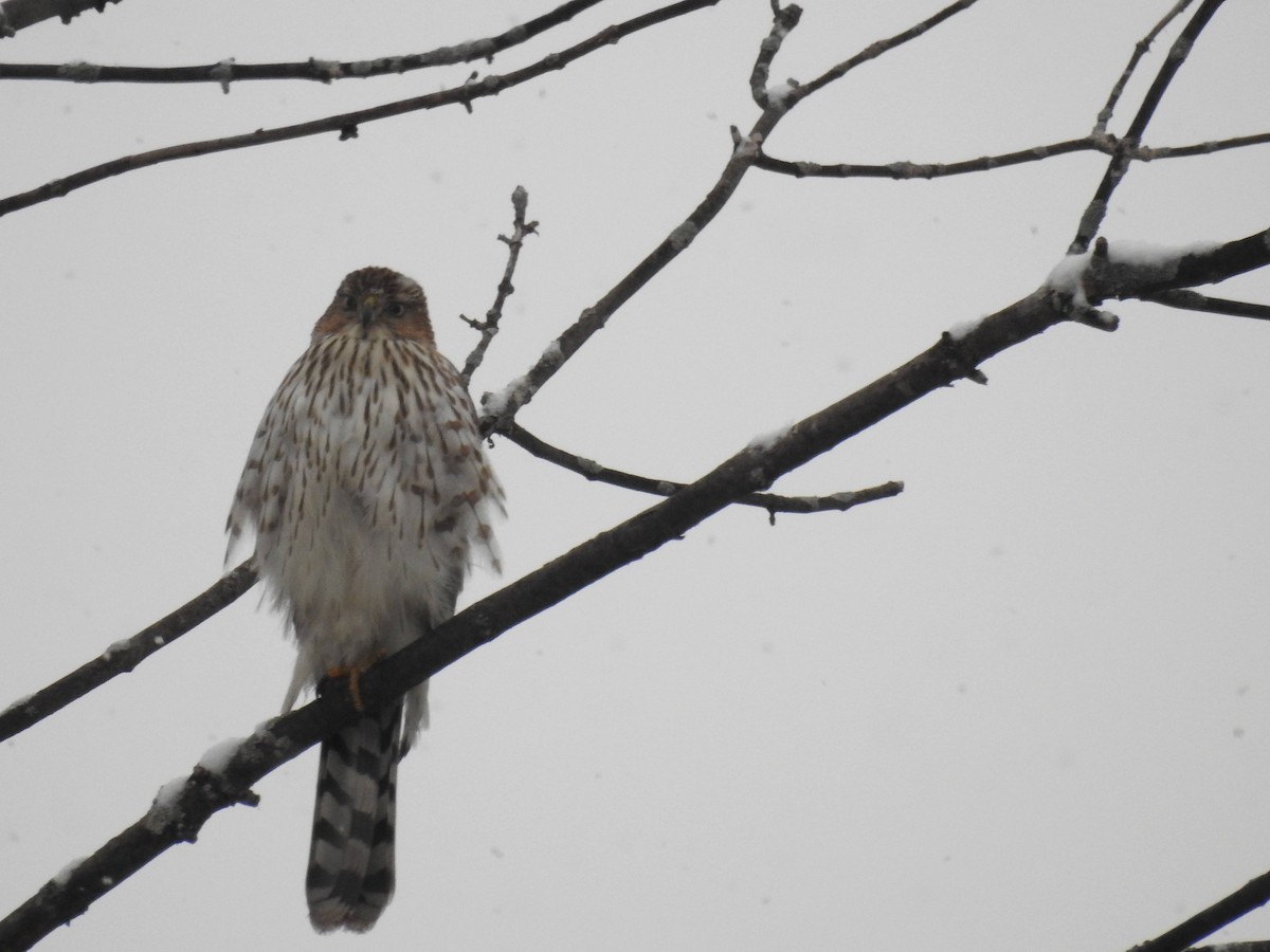 Sharp-shinned/Cooper's Hawk - ML391827951