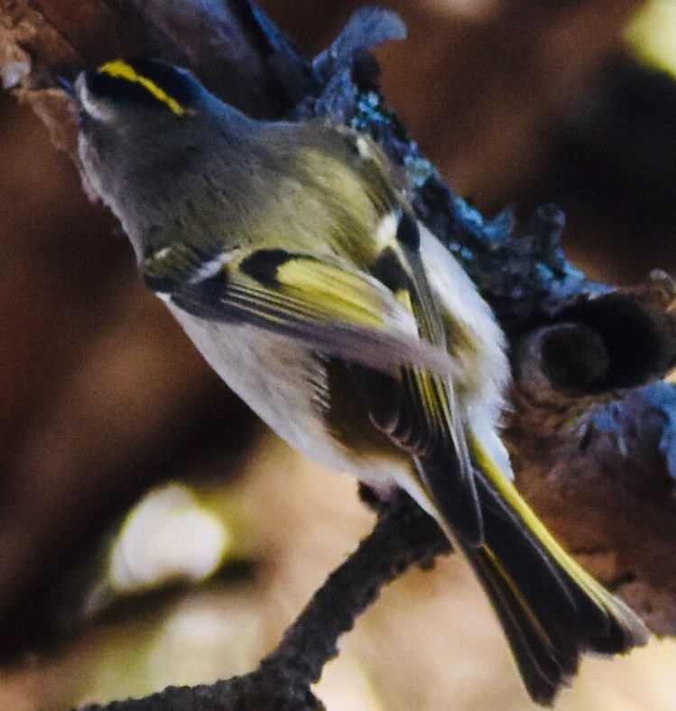 Golden-crowned Kinglet - Jason C. Martin