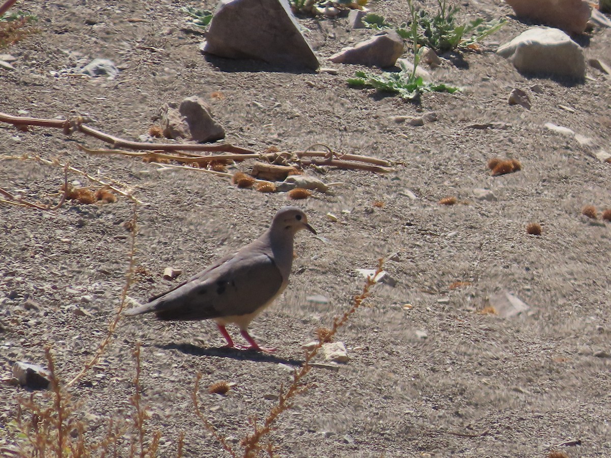 Eared Dove - ML391828431