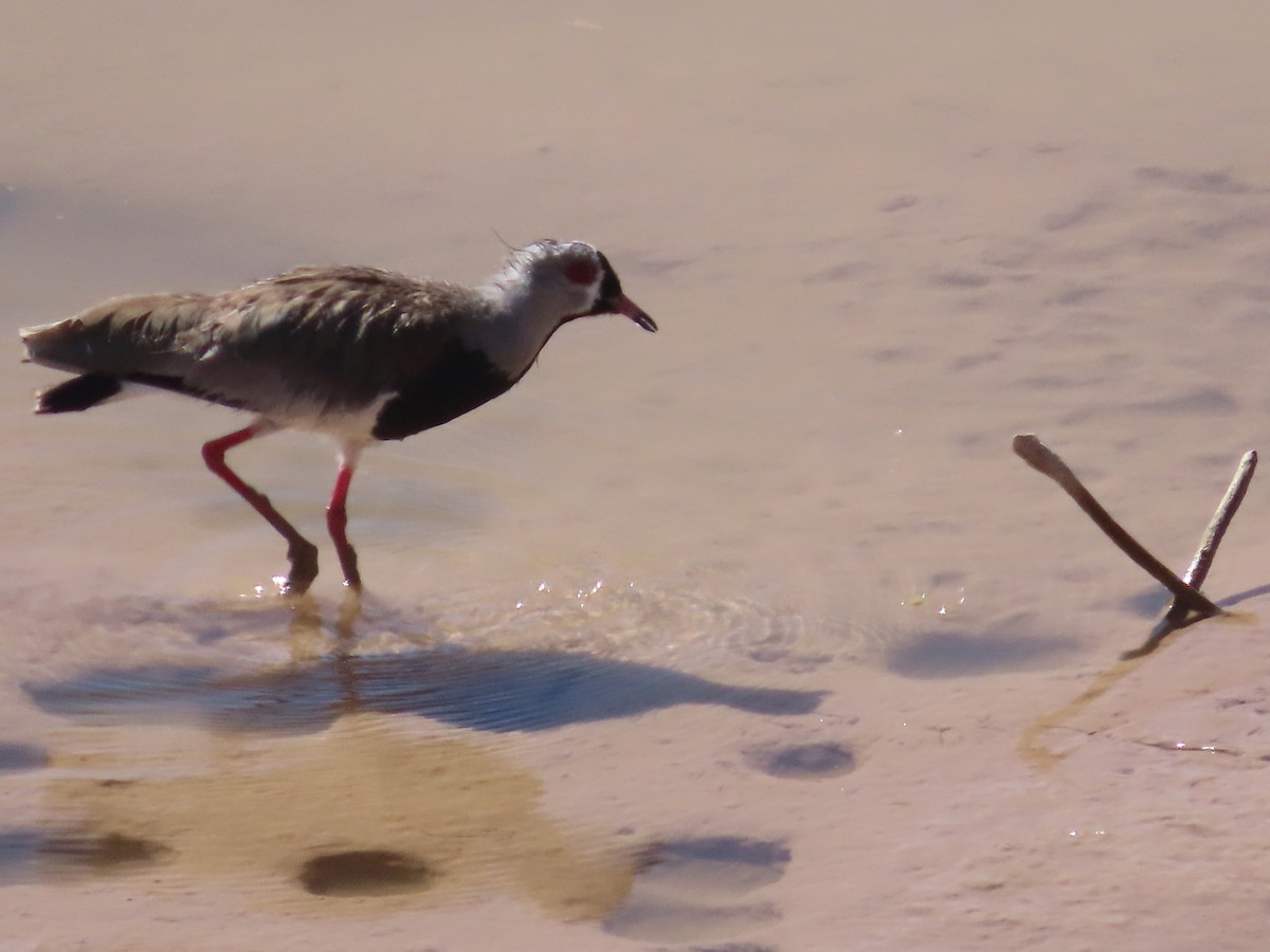 Southern Lapwing - ML391828511