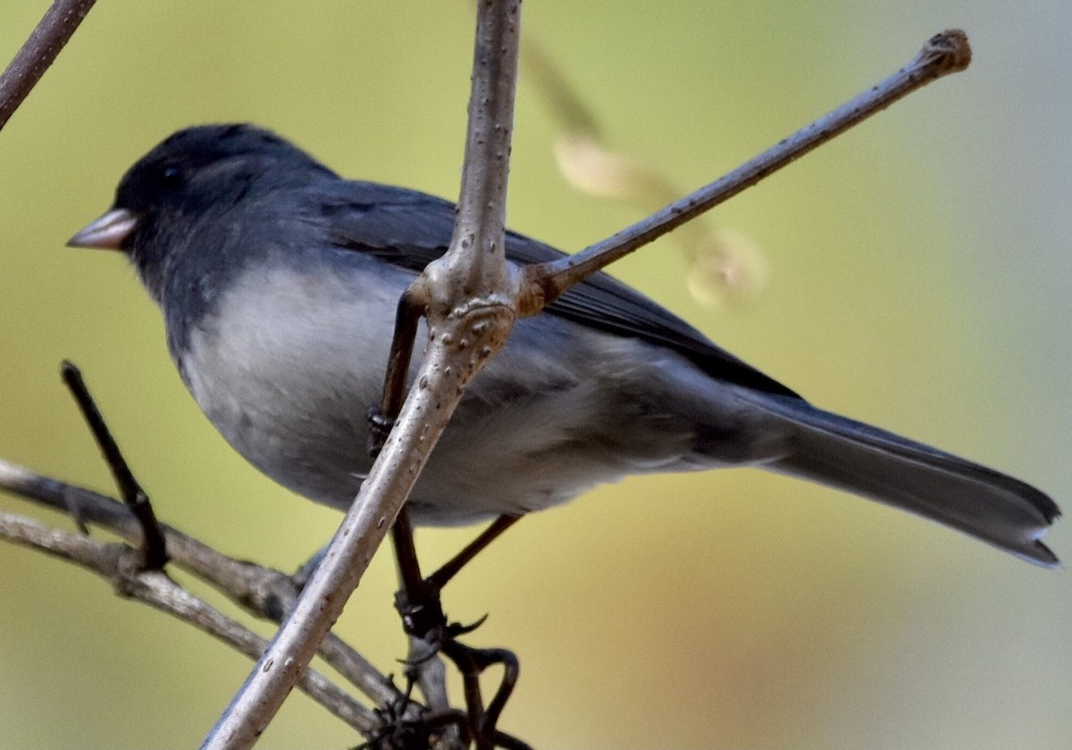 Junco ardoisé - ML391828531