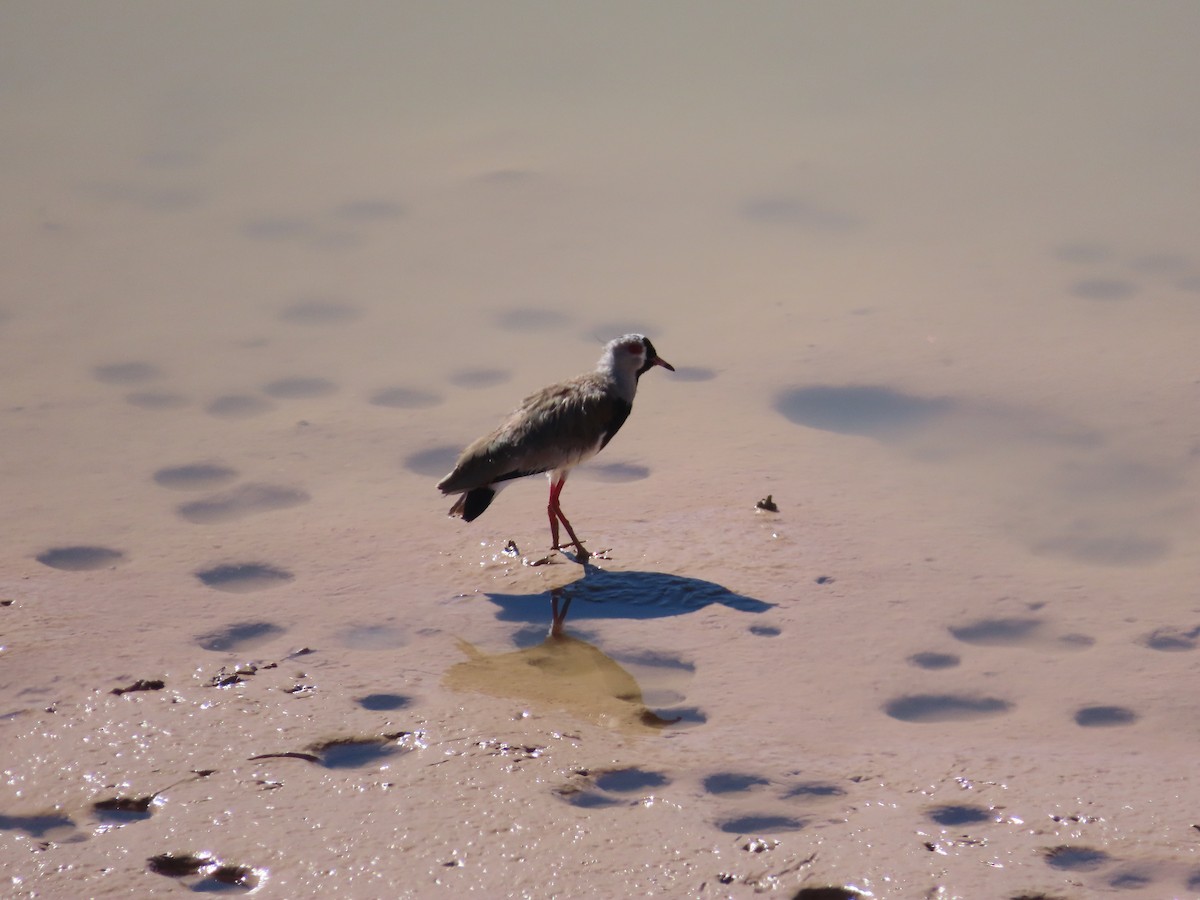 Southern Lapwing - ML391828541