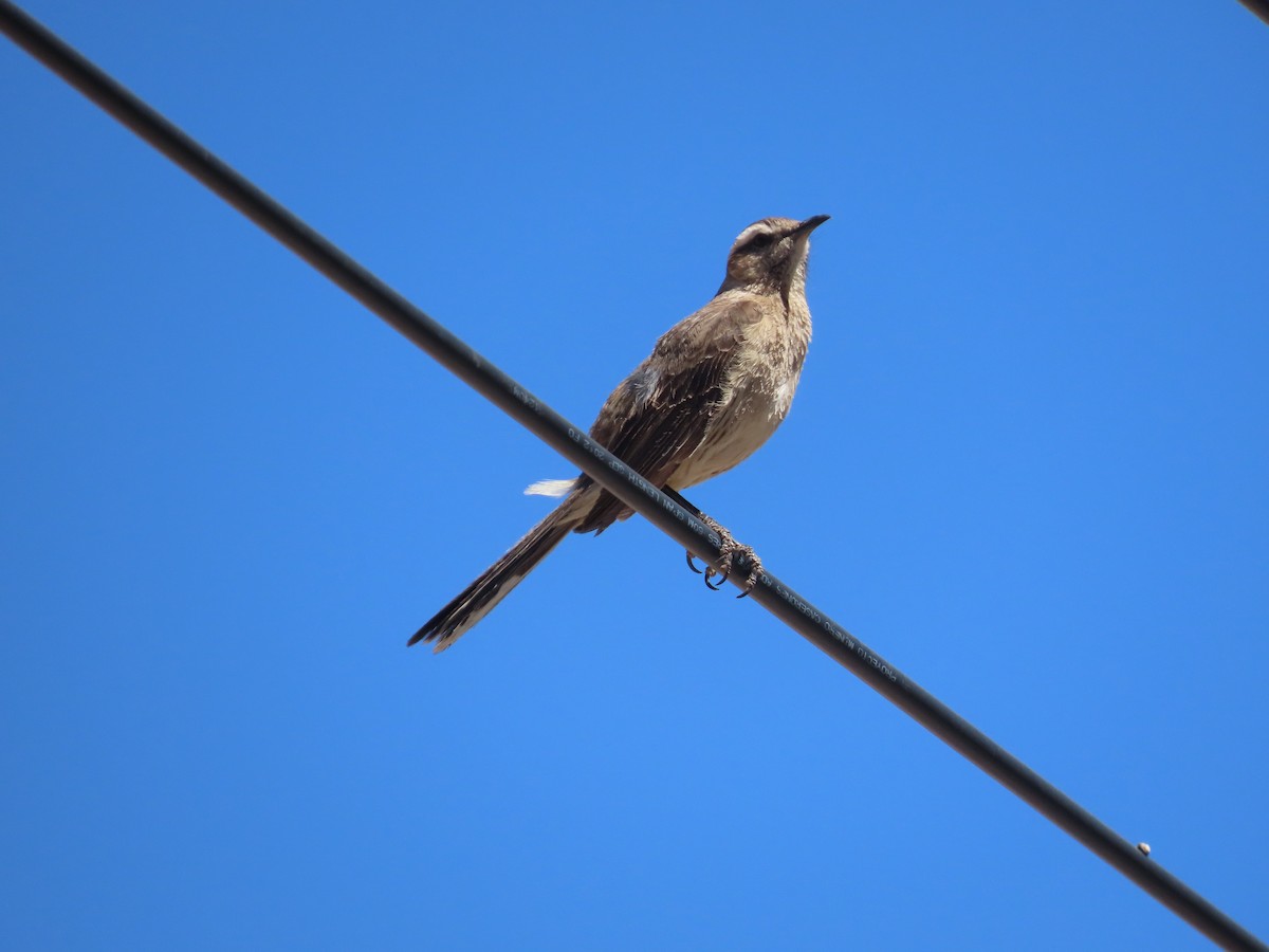 Chilean Mockingbird - ML391829751