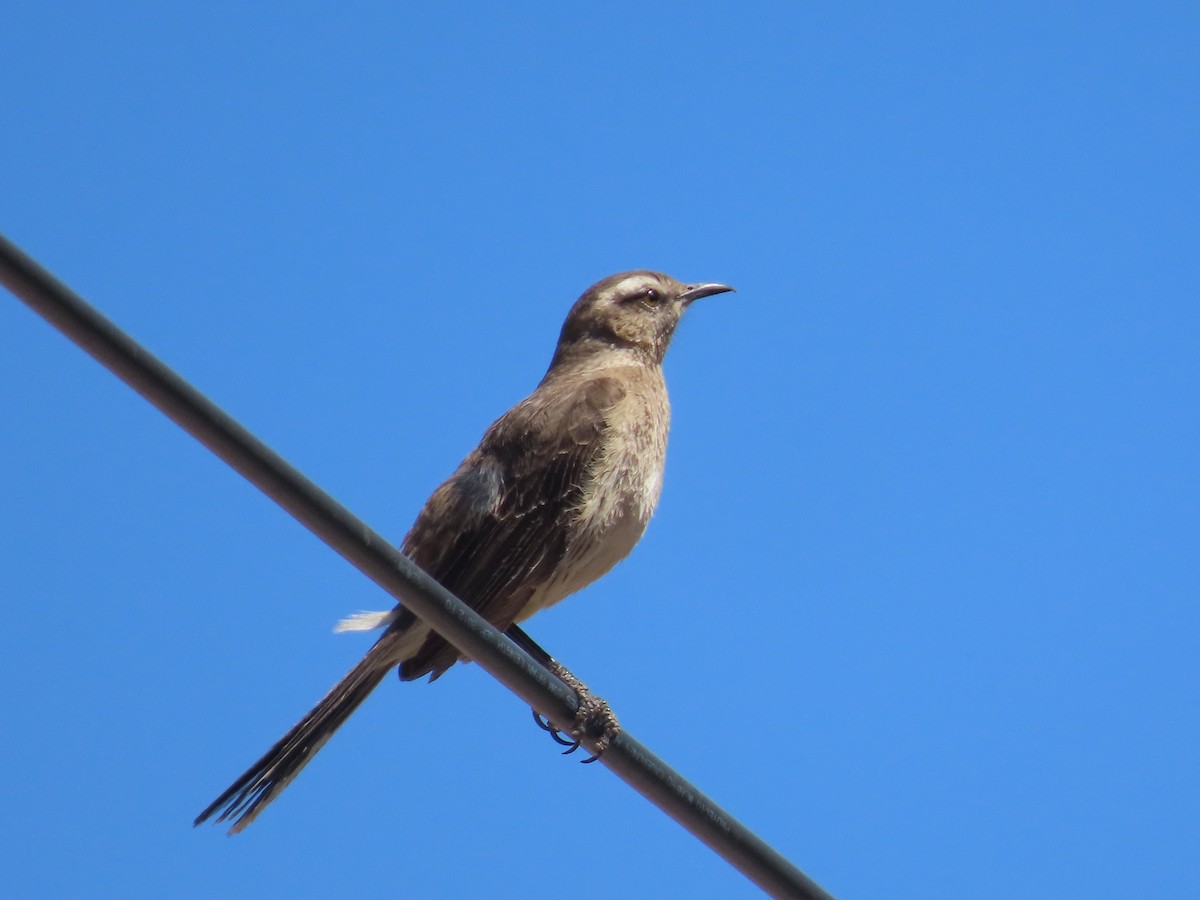 Chilean Mockingbird - ML391829761