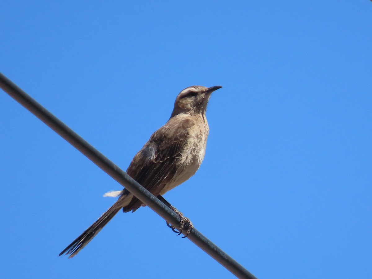 Chilean Mockingbird - ML391829791