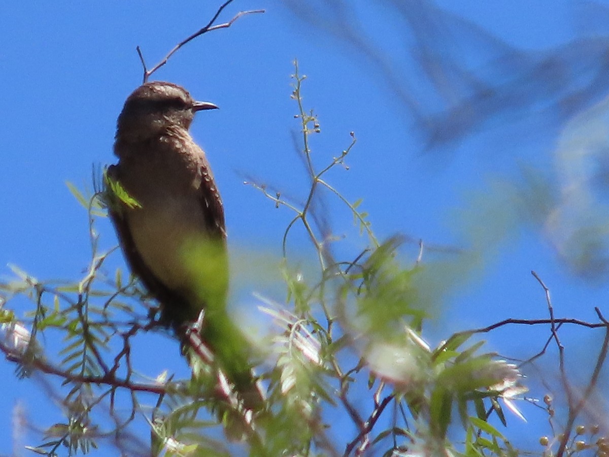Chilean Mockingbird - ML391829811