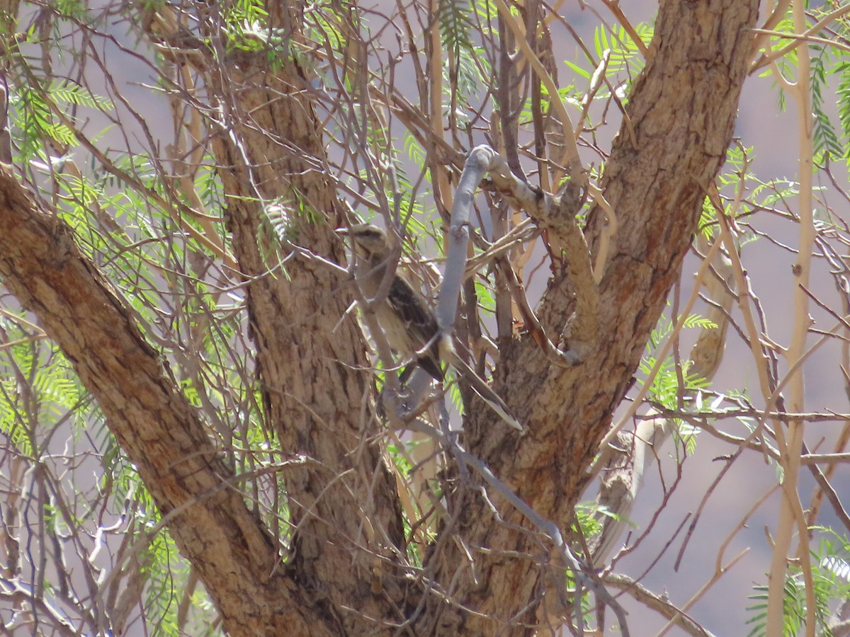 Chilean Mockingbird - ML391829851