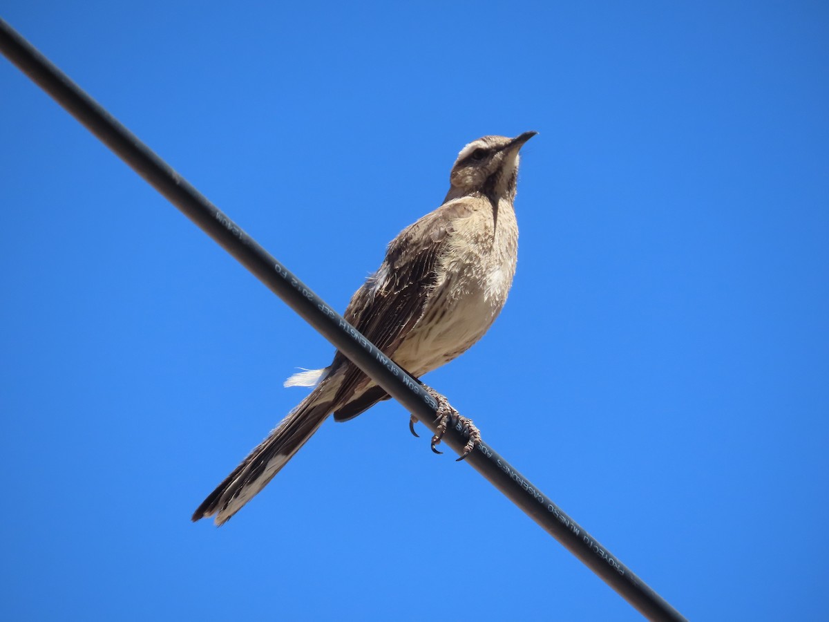 Chilean Mockingbird - ML391829901