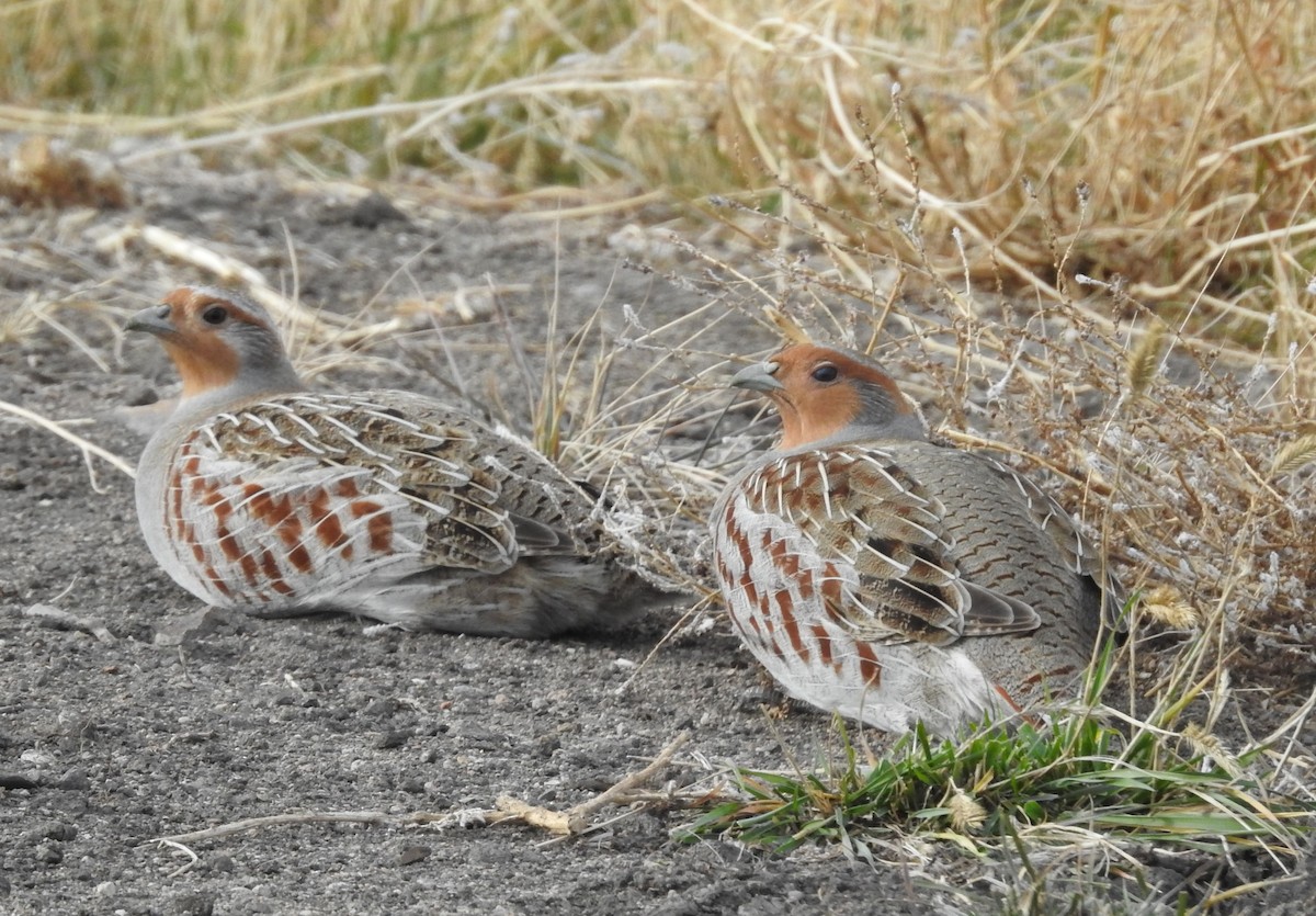 Gray Partridge - ML391830531