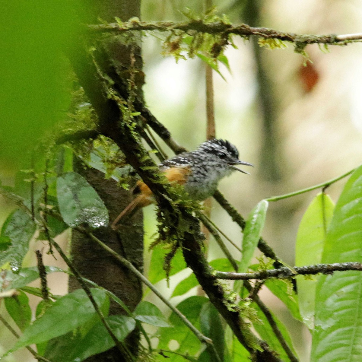 Guianan Warbling-Antbird - ML391831361