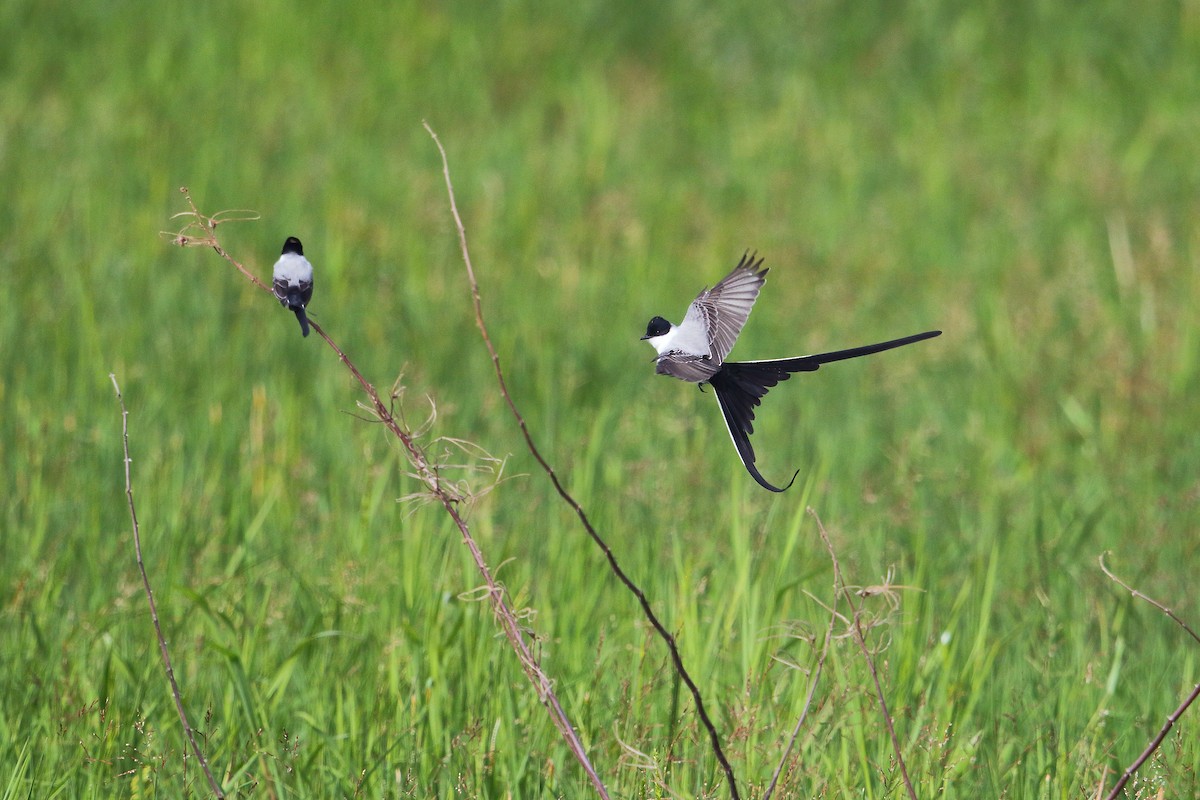 Fork-tailed Flycatcher - ML39183171