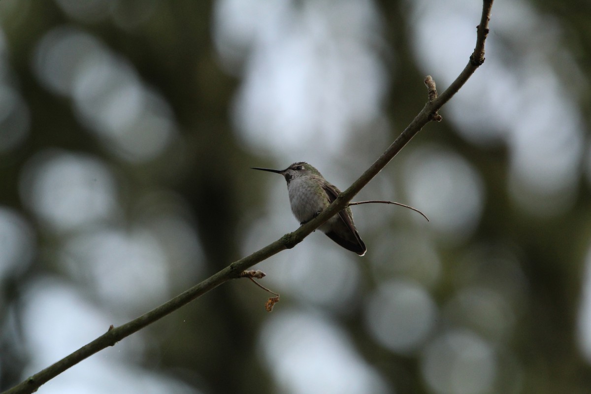 Anna's Hummingbird - ML391833491