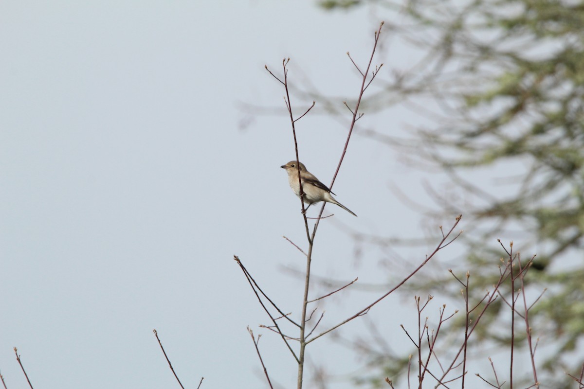 Northern Shrike - Jaden Howlett