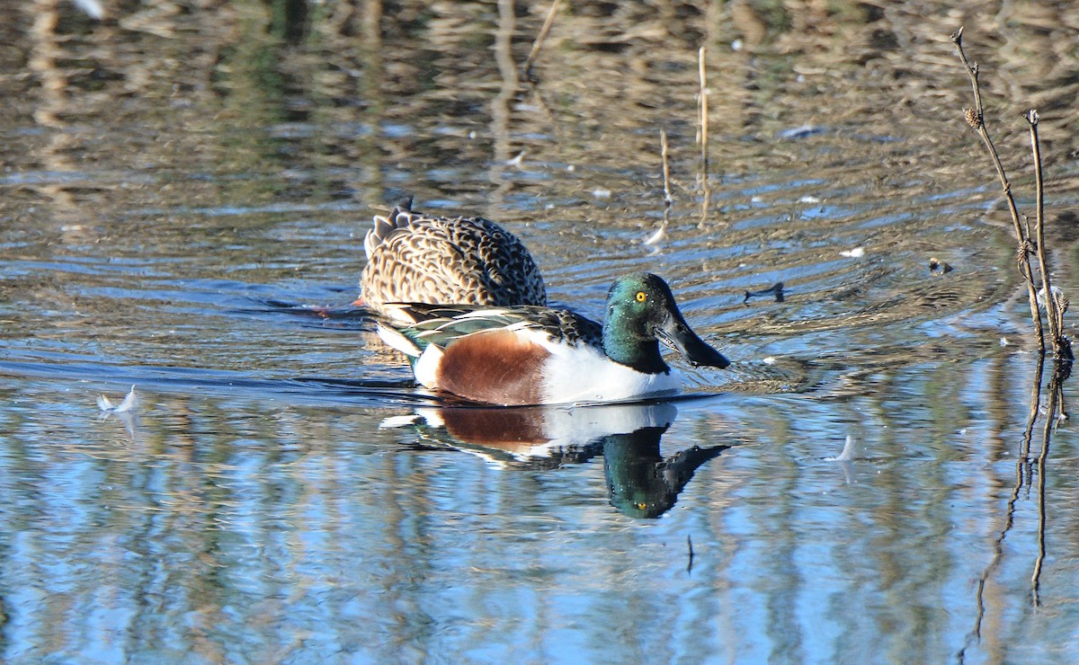 Northern Shoveler - Douglas Hall