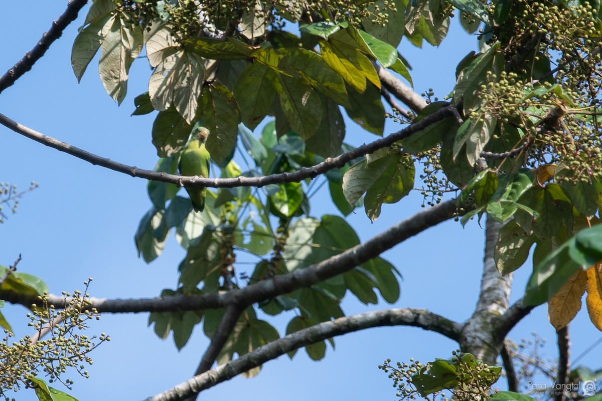 Blue-crowned Hanging-Parrot - Pattaraporn Vangtal