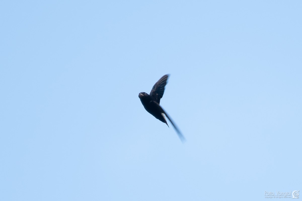 Silver-rumped Spinetail - ML391837421